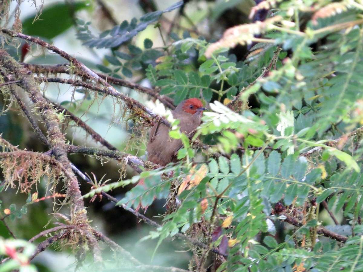 Red-faced Spinetail - ML642381102