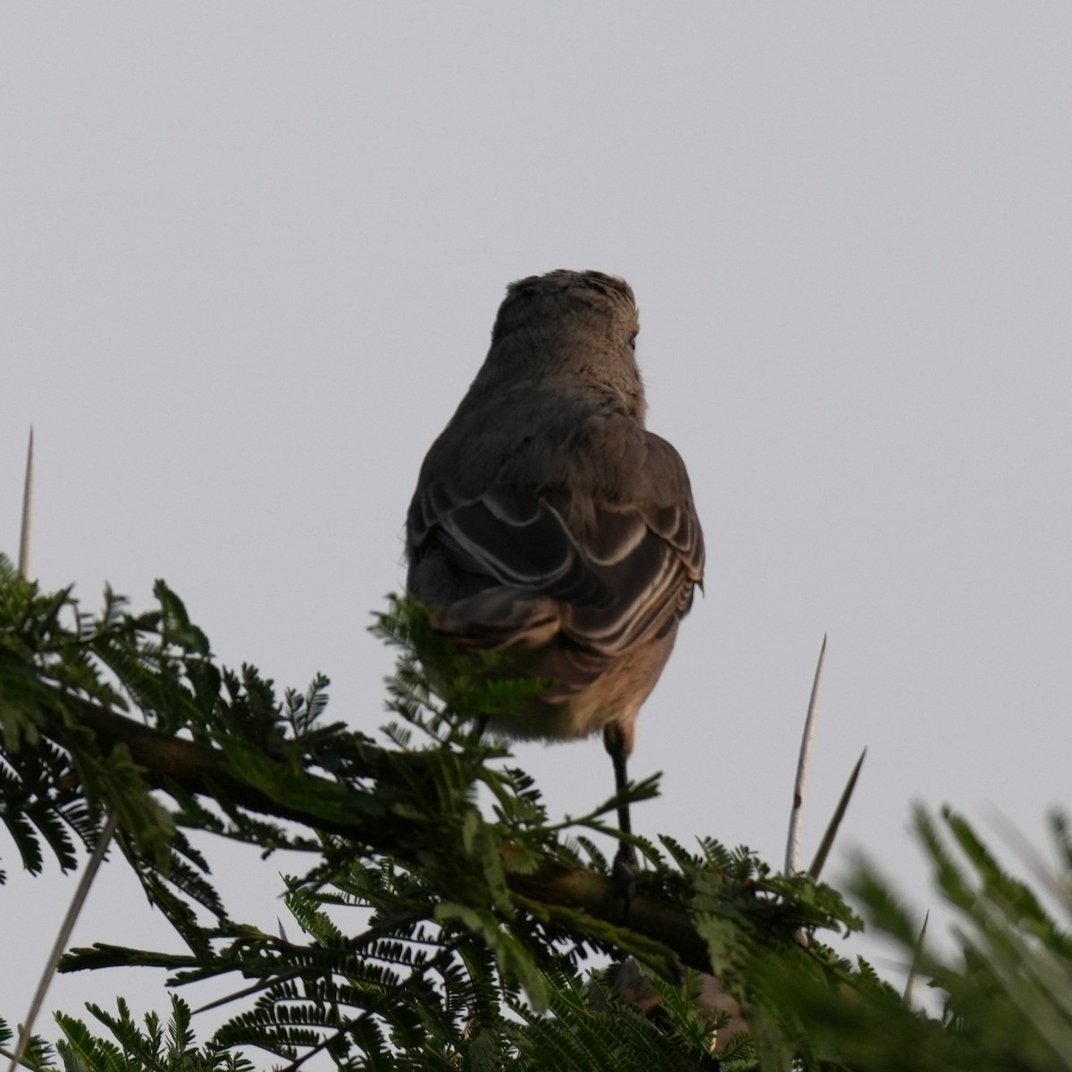 African Gray Flycatcher - ML642381119
