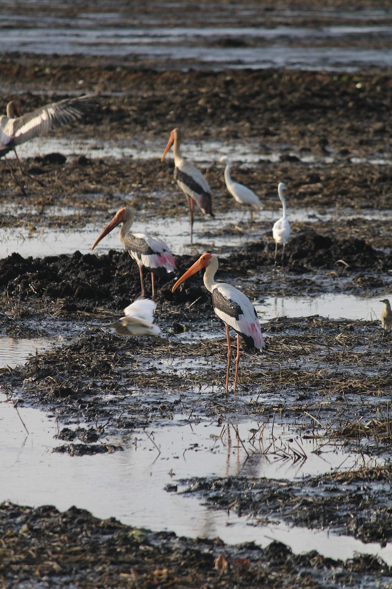 Painted Stork - ML642381120