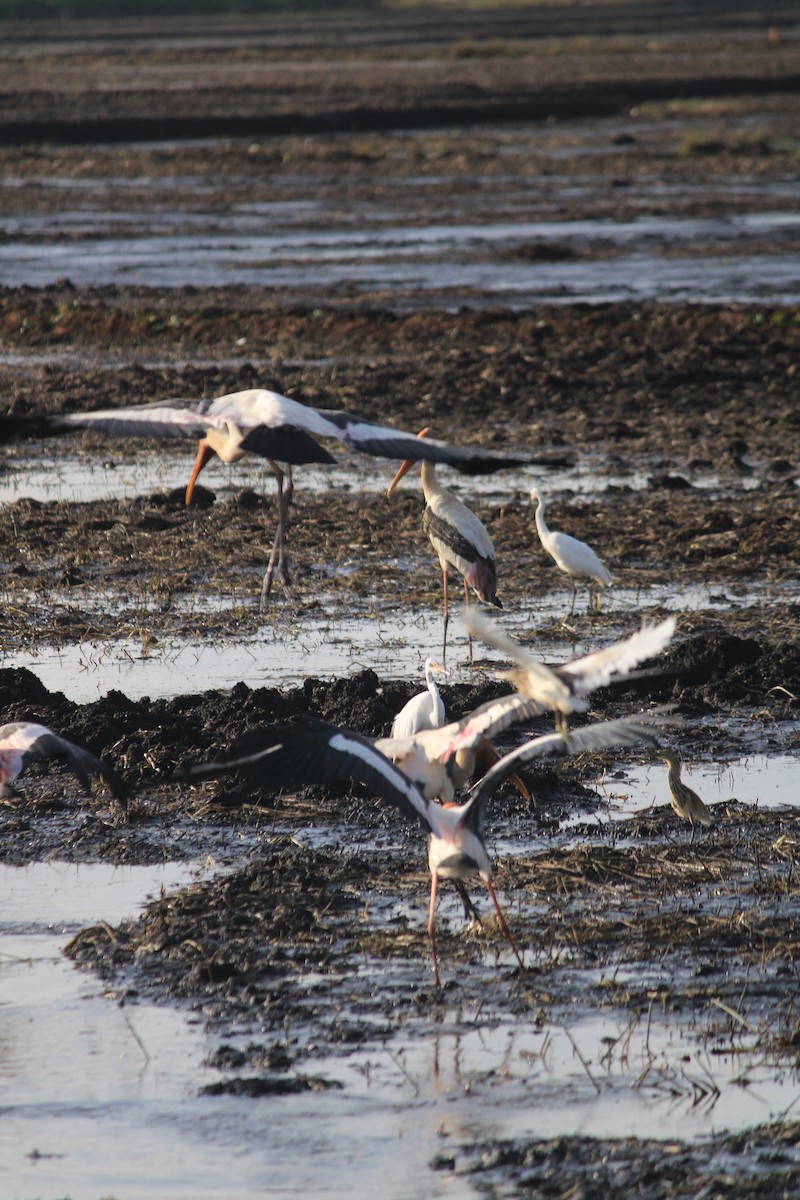 Painted Stork - ML642381121
