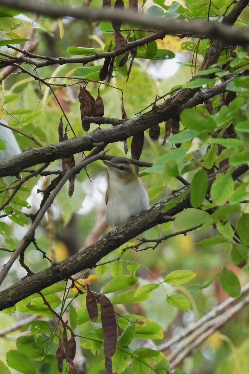 Vireo begigorria - ML642381123