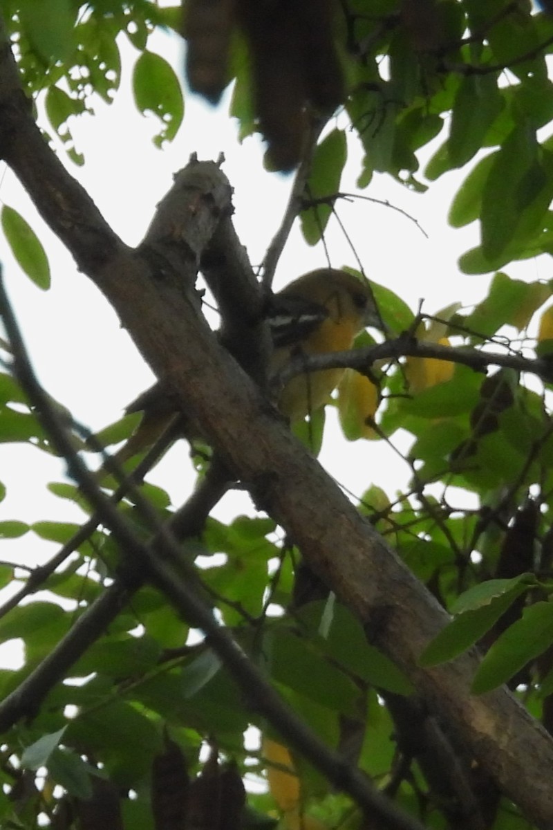 Baltimore Oriole - ML642381133