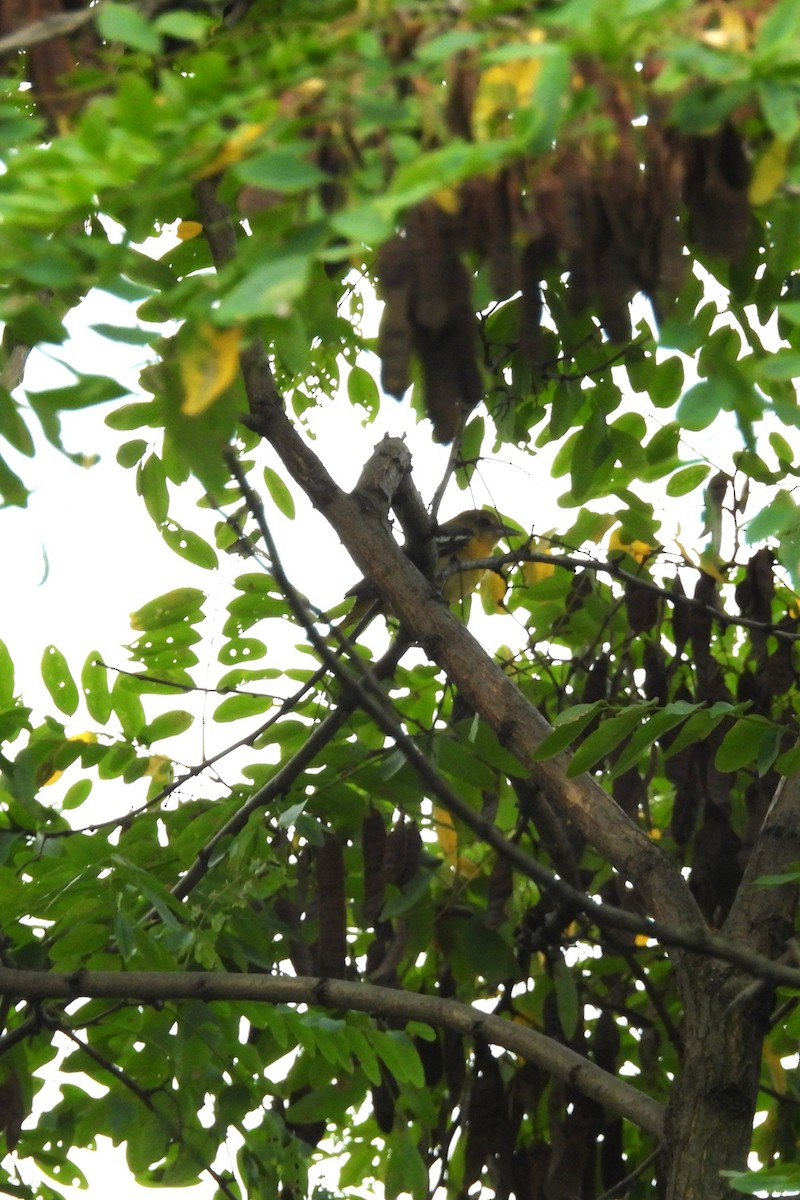 Baltimore Oriole - ML642381134