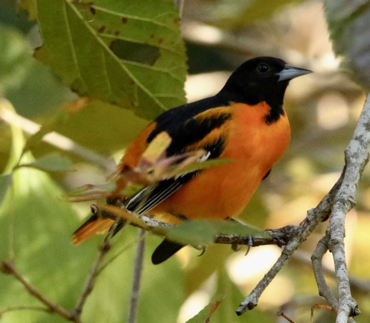 Baltimore Oriole - ML642381135