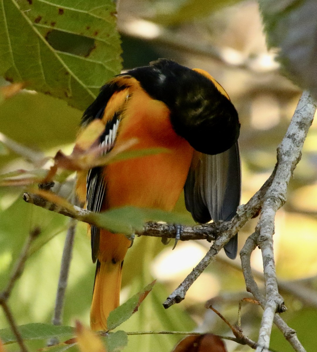 Baltimore Oriole - ML642381140