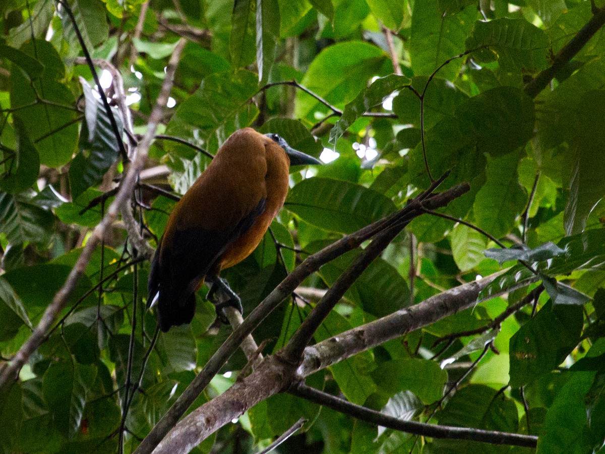 Capuchinbird - ML642381143
