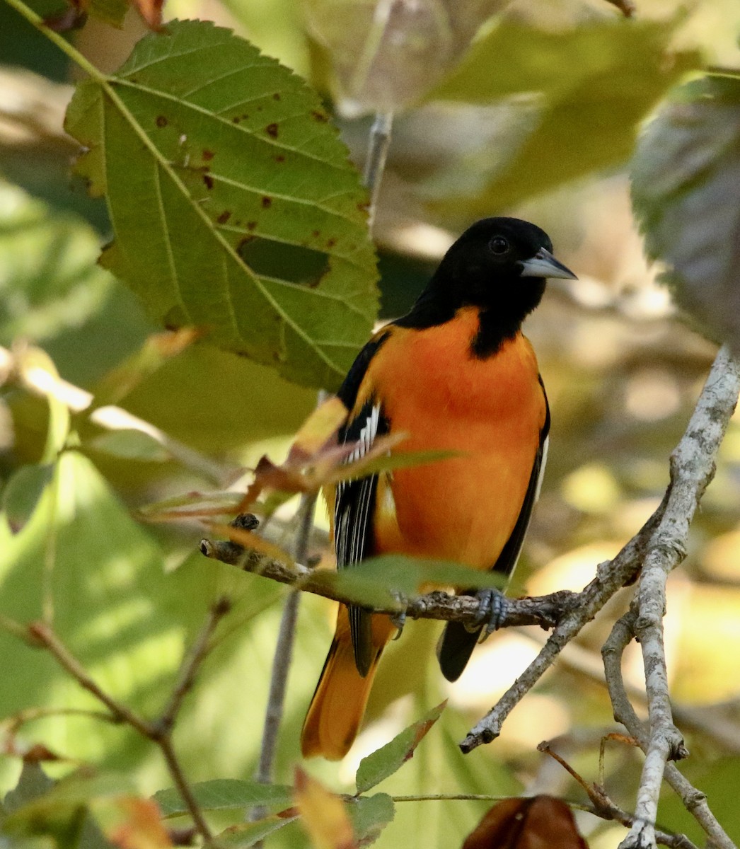 Baltimore Oriole - ML642381144