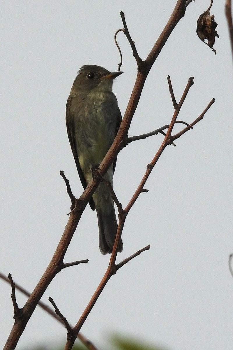 Eastern Wood-Pewee - ML642381147
