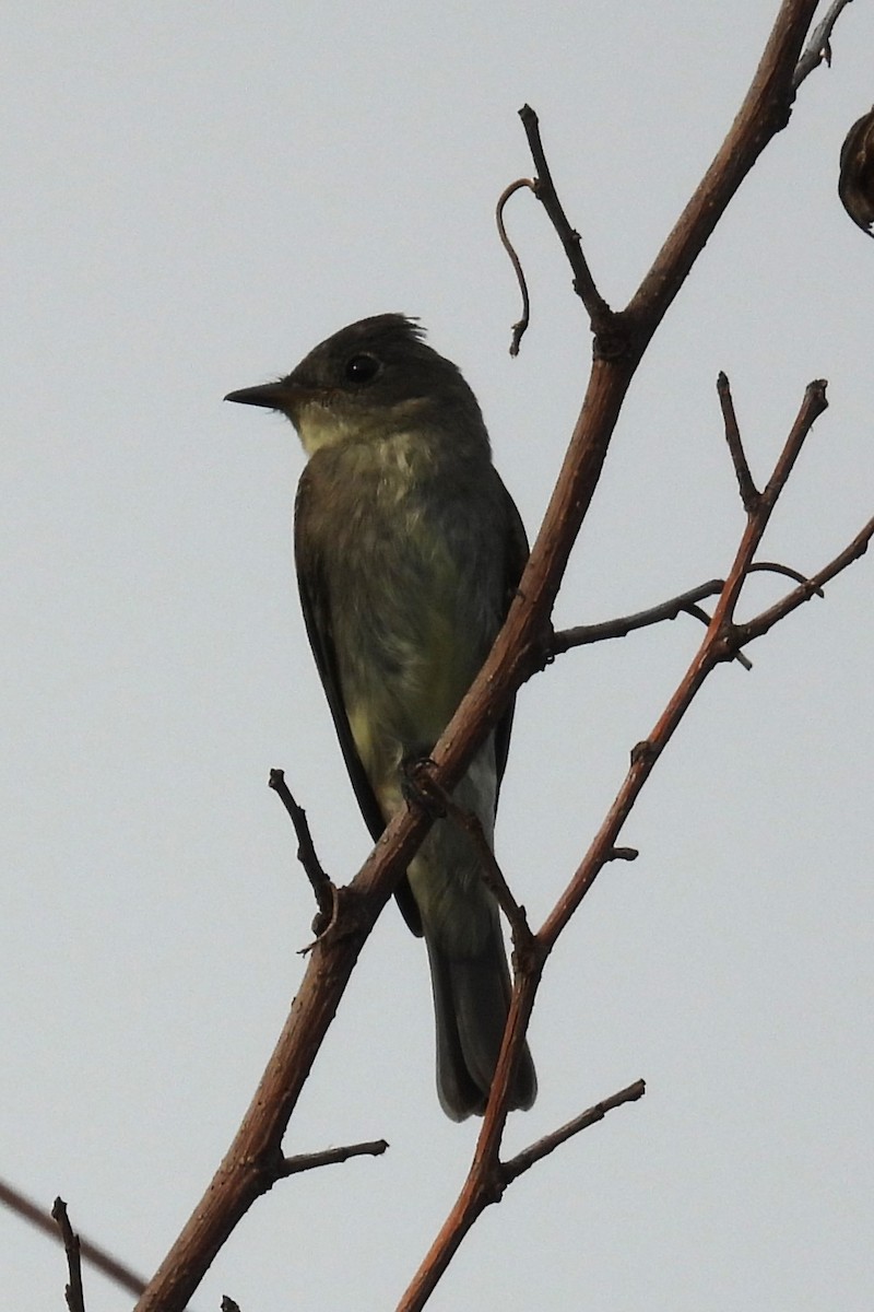 Eastern Wood-Pewee - ML642381148