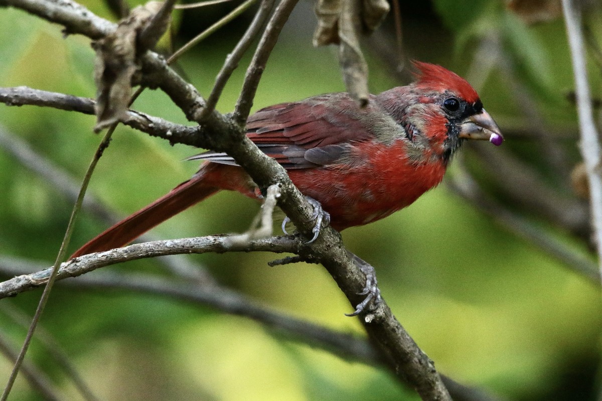 Northern Cardinal - ML642381149