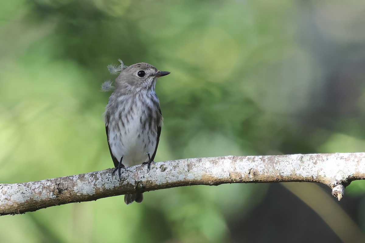 Gray-streaked Flycatcher - ML642381150