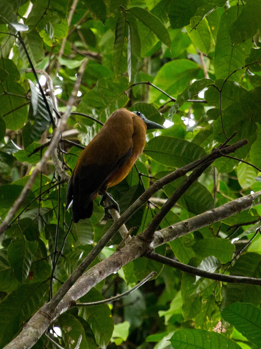 Capuchinbird - ML642381152