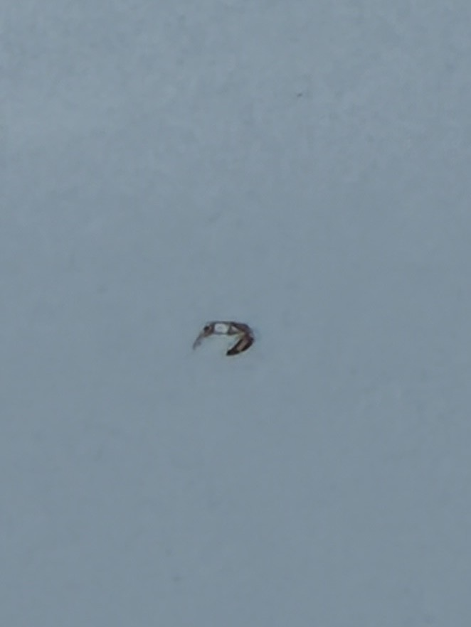 Charadriiformes sp. - ML642381154
