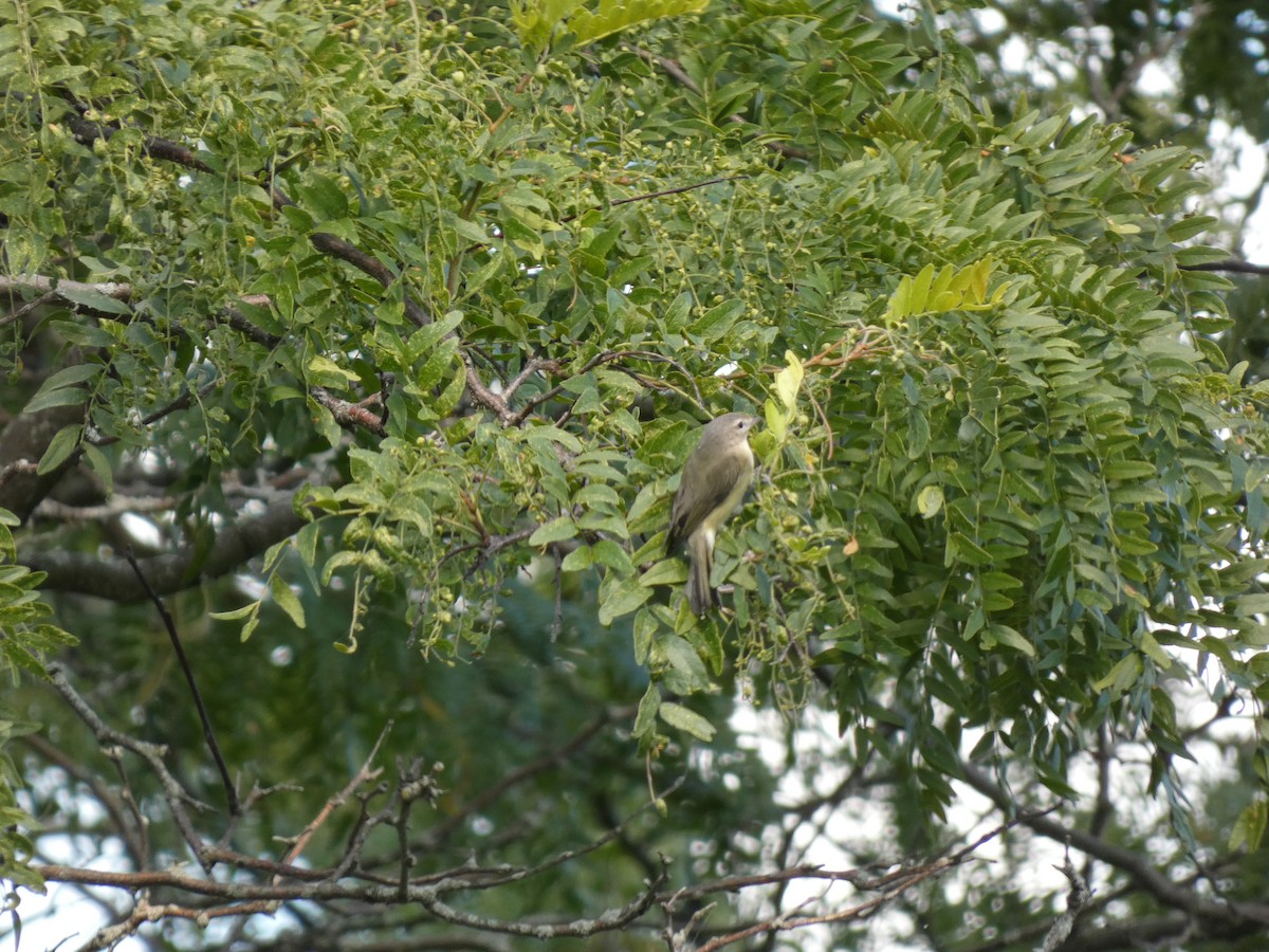 Vireo occhirossi - ML642381158