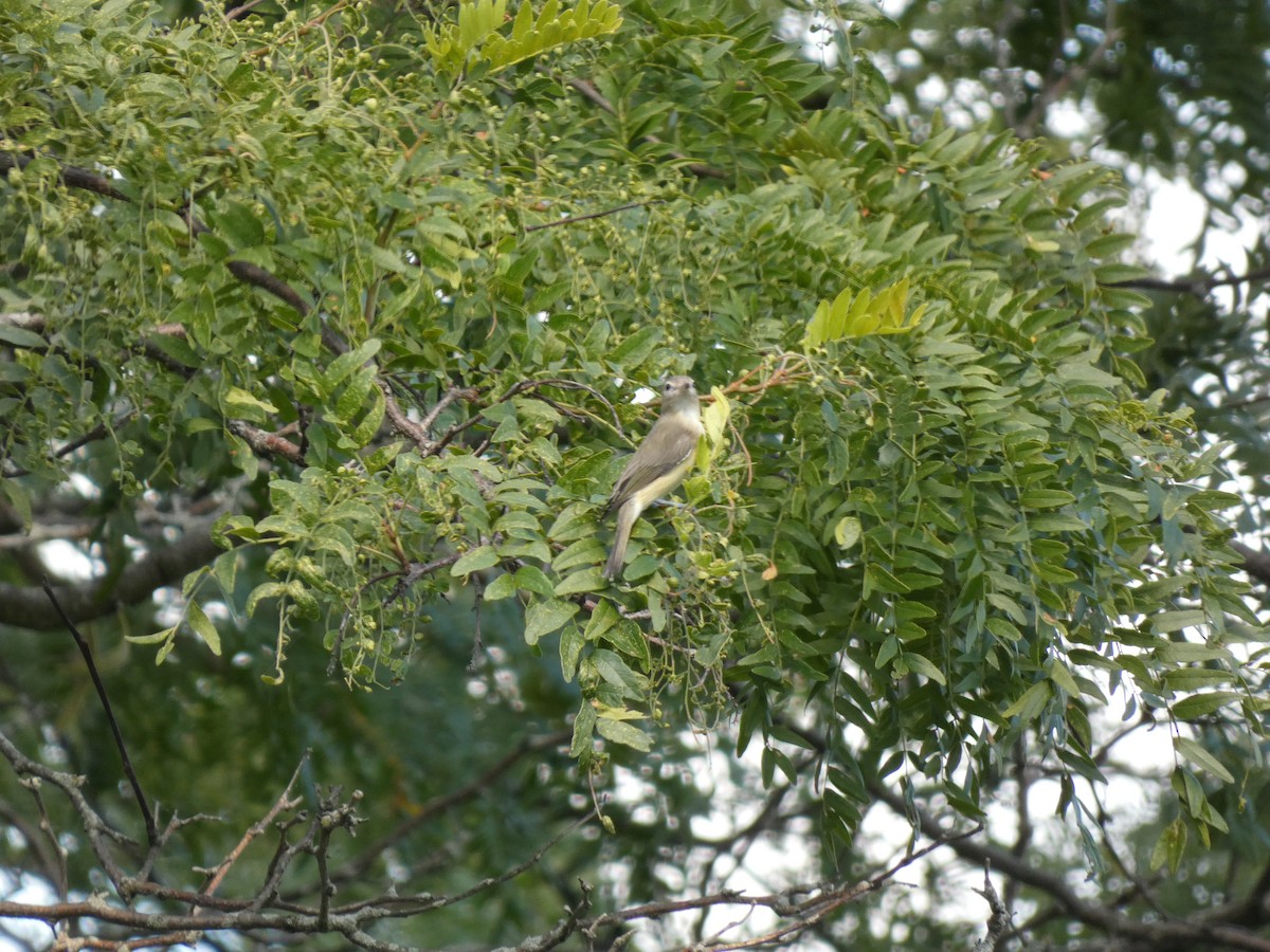 Vireo occhirossi - ML642381159