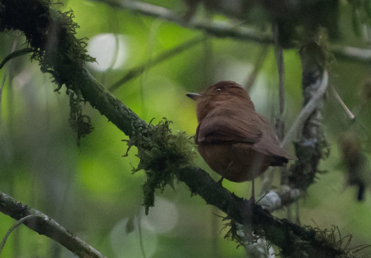 Rufous Mourner - ML642381160