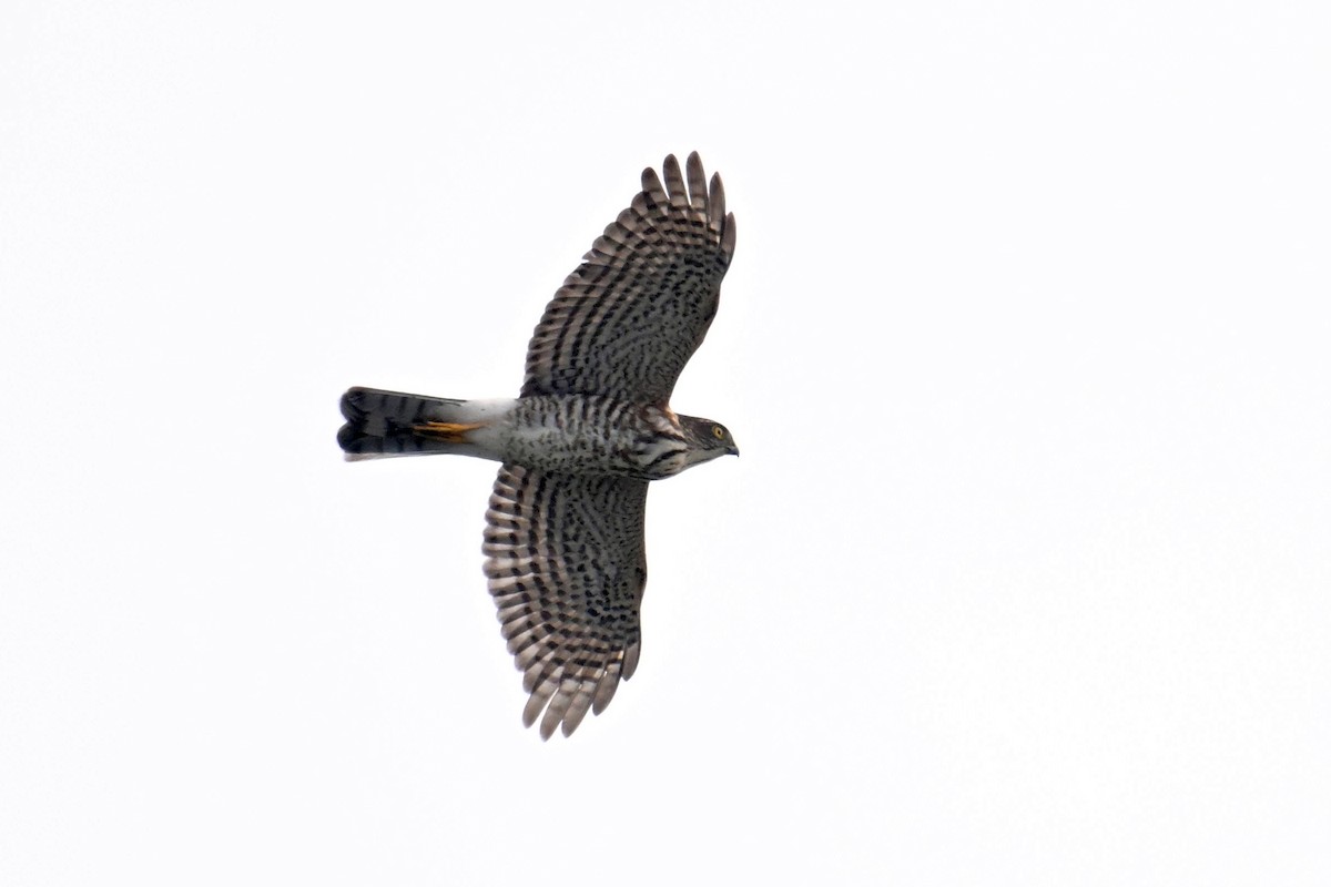 Japanese Sparrowhawk - ML642381163