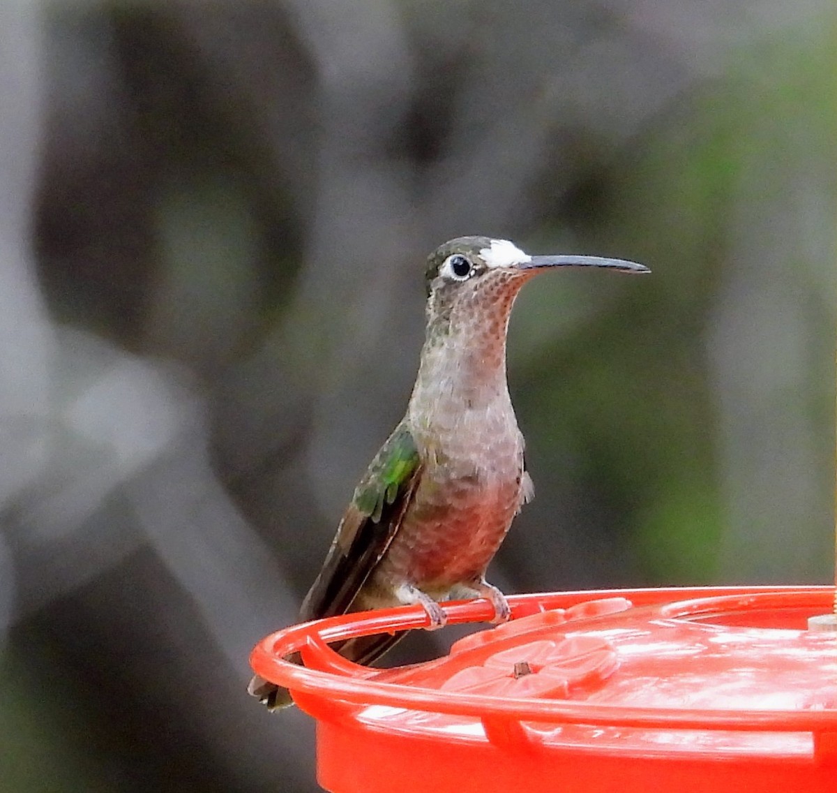 Rivoli's Hummingbird - ML642381166