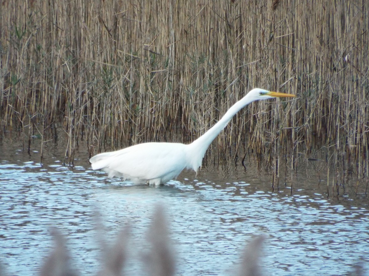 Great Egret - ML642381199