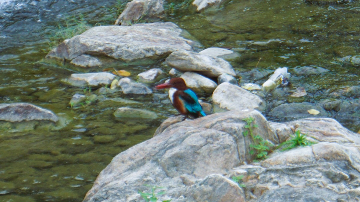White-throated Kingfisher - ML642381236