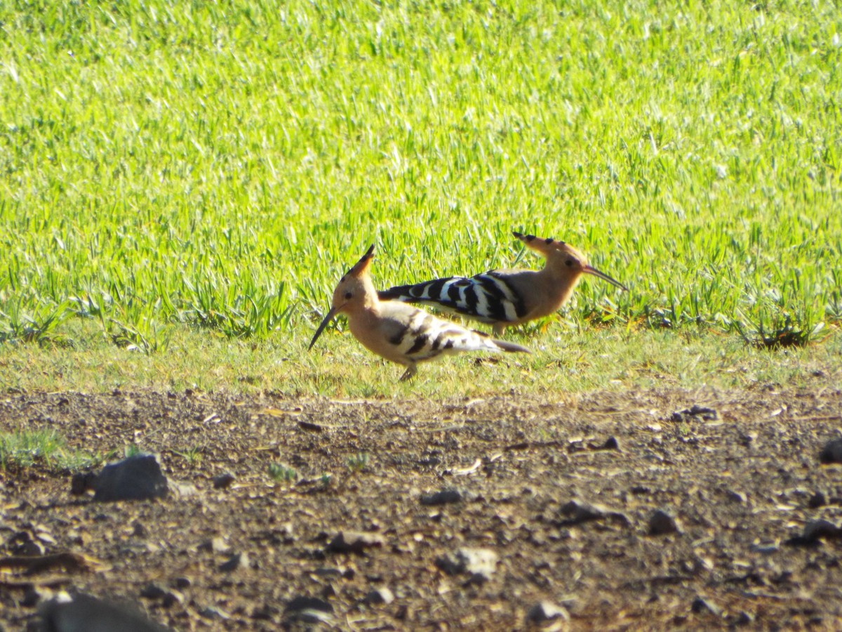 Eurasian Hoopoe - ML642381251