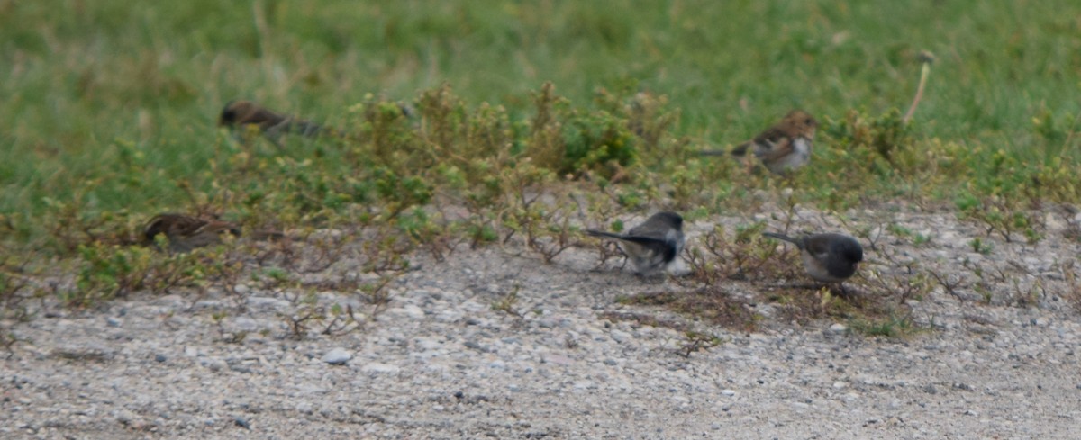 Harris's Sparrow - ML642381293