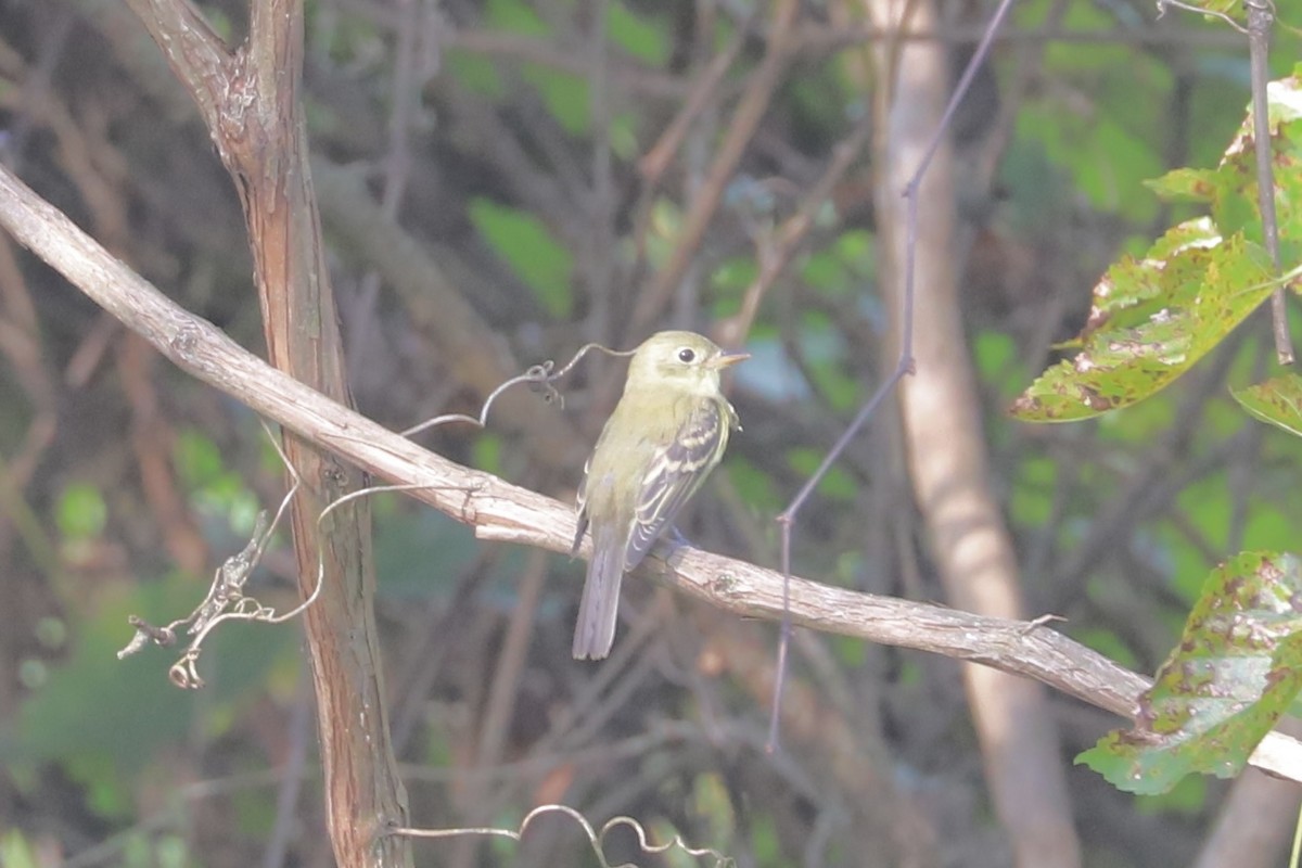Acadian Flycatcher - ML642381305