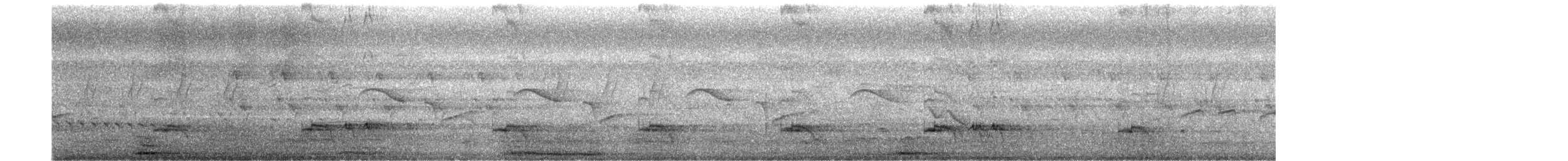 Pied Cuckoo - ML642381309