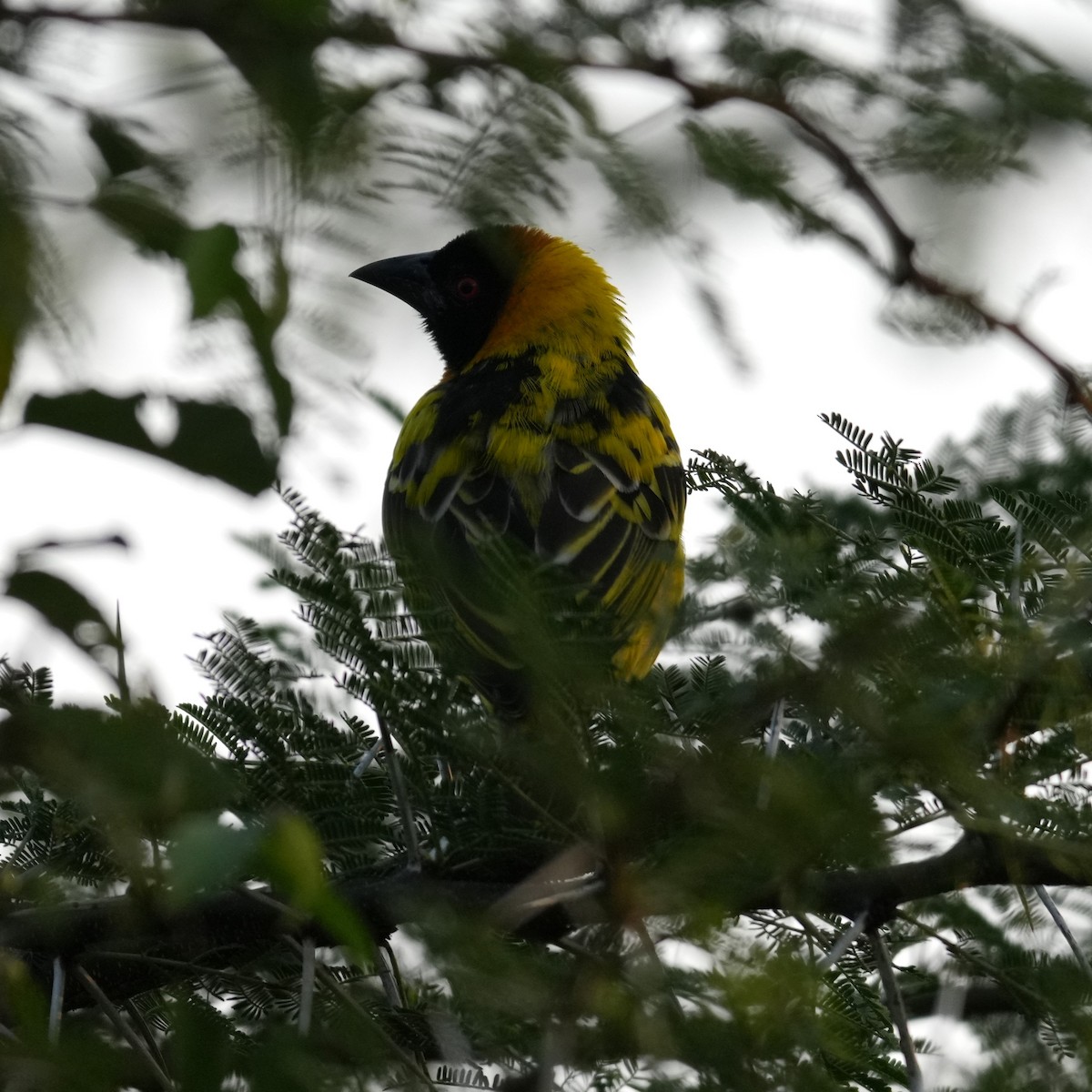 Village Weaver - ML642381315