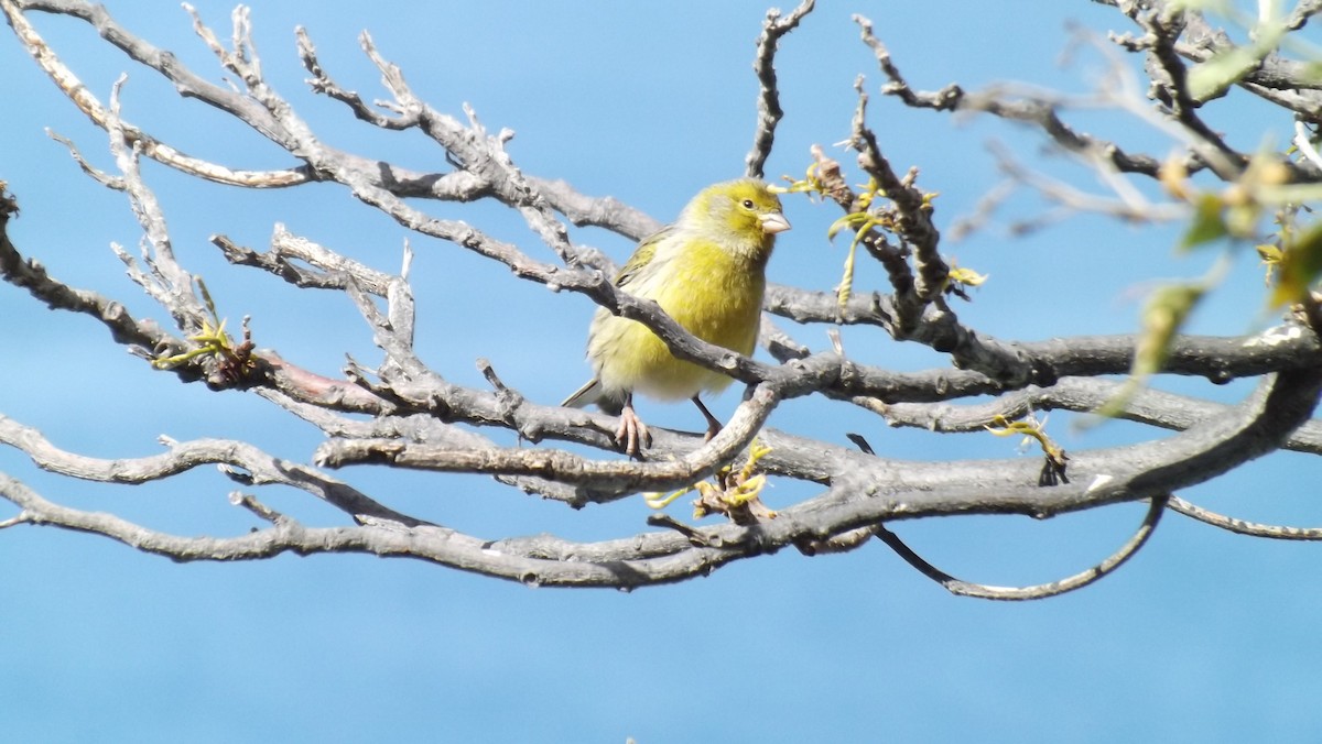 Island Canary - ML642381320