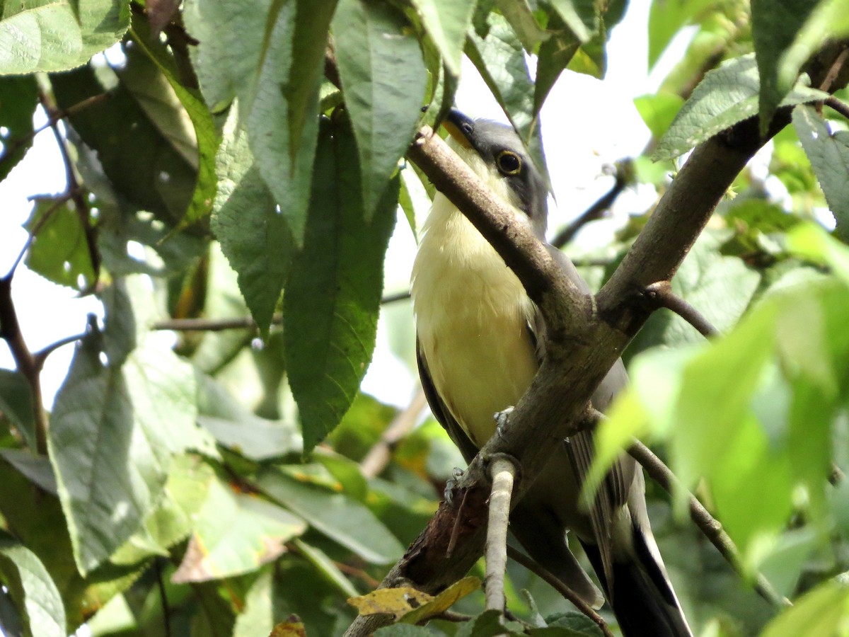 Mangrove Cuckoo - ML642381321