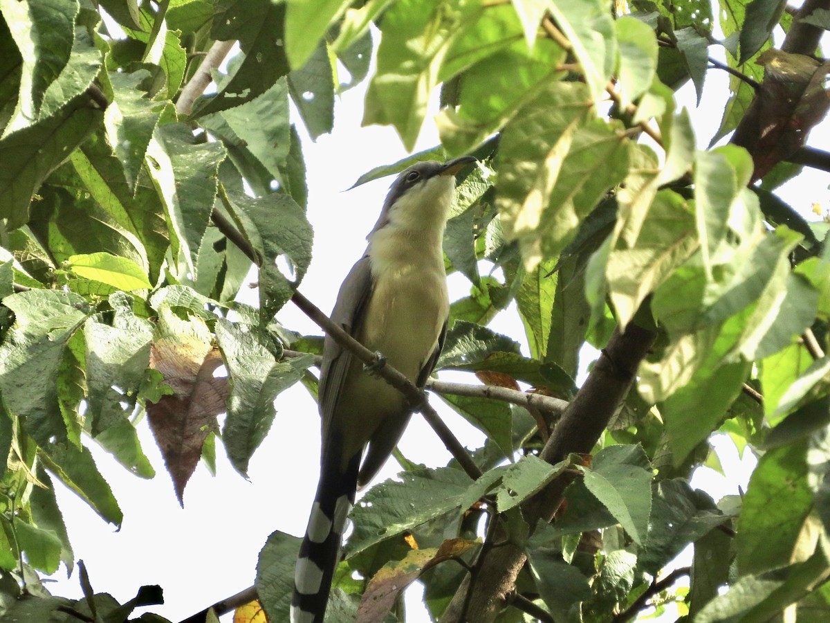 Mangrove Cuckoo - ML642381322