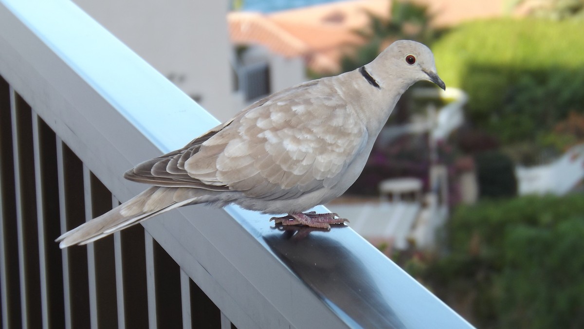 Eurasian Collared-Dove - ML642381336