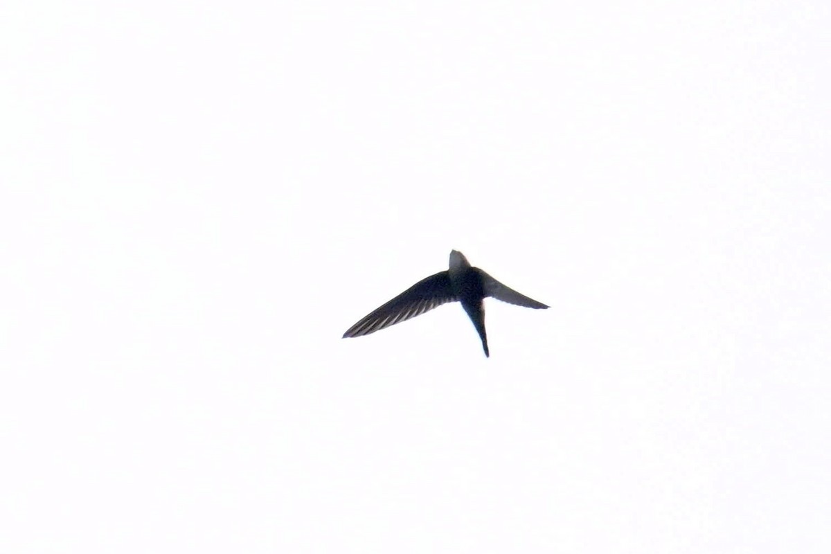 Pacific Swift - ML642381337