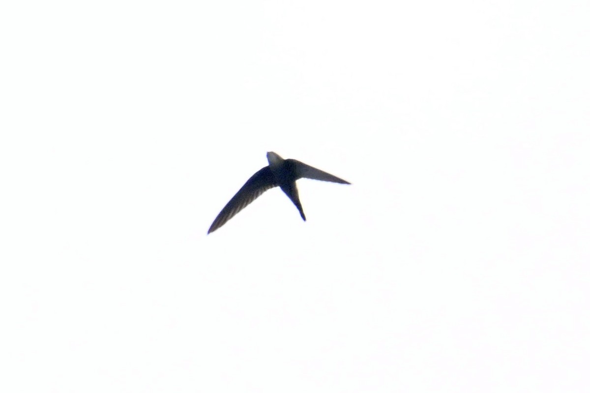 Pacific Swift - ML642381338