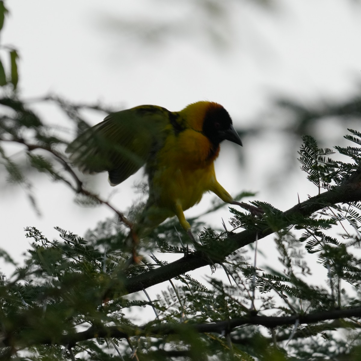 Village Weaver - ML642381347