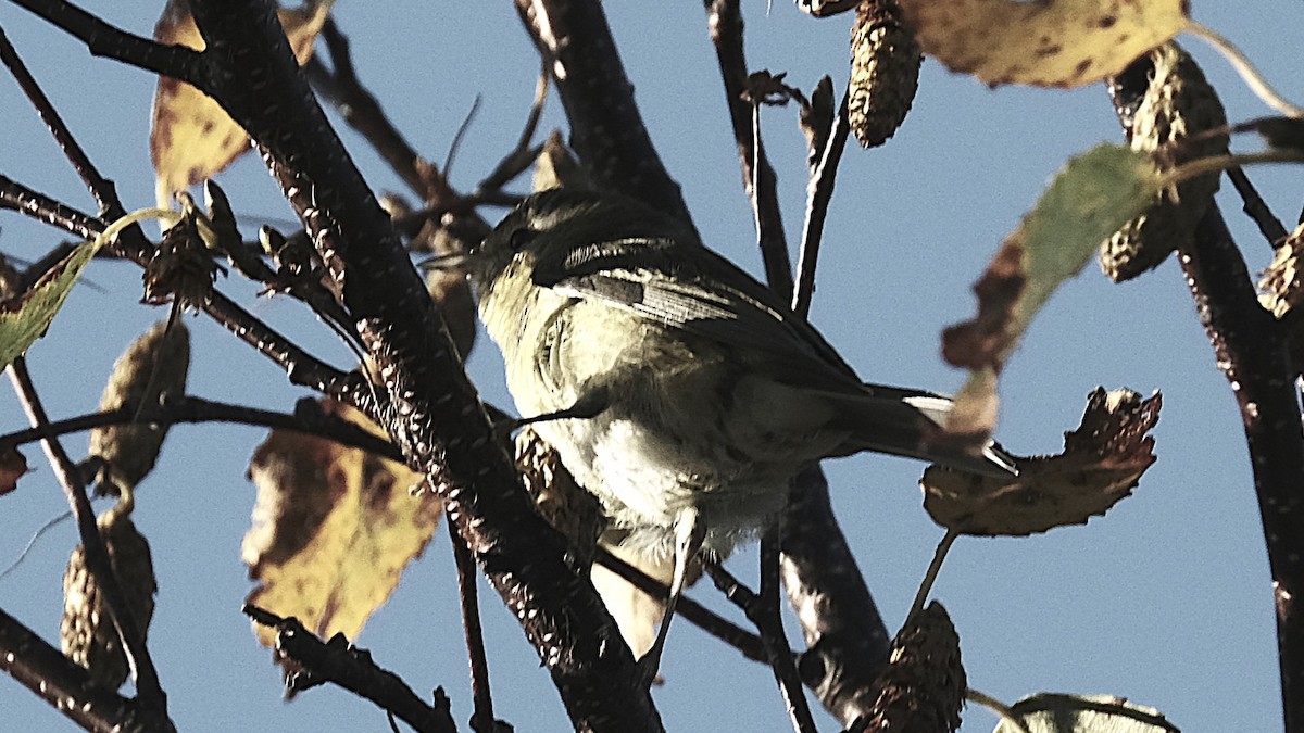 bird sp. - ML642381354