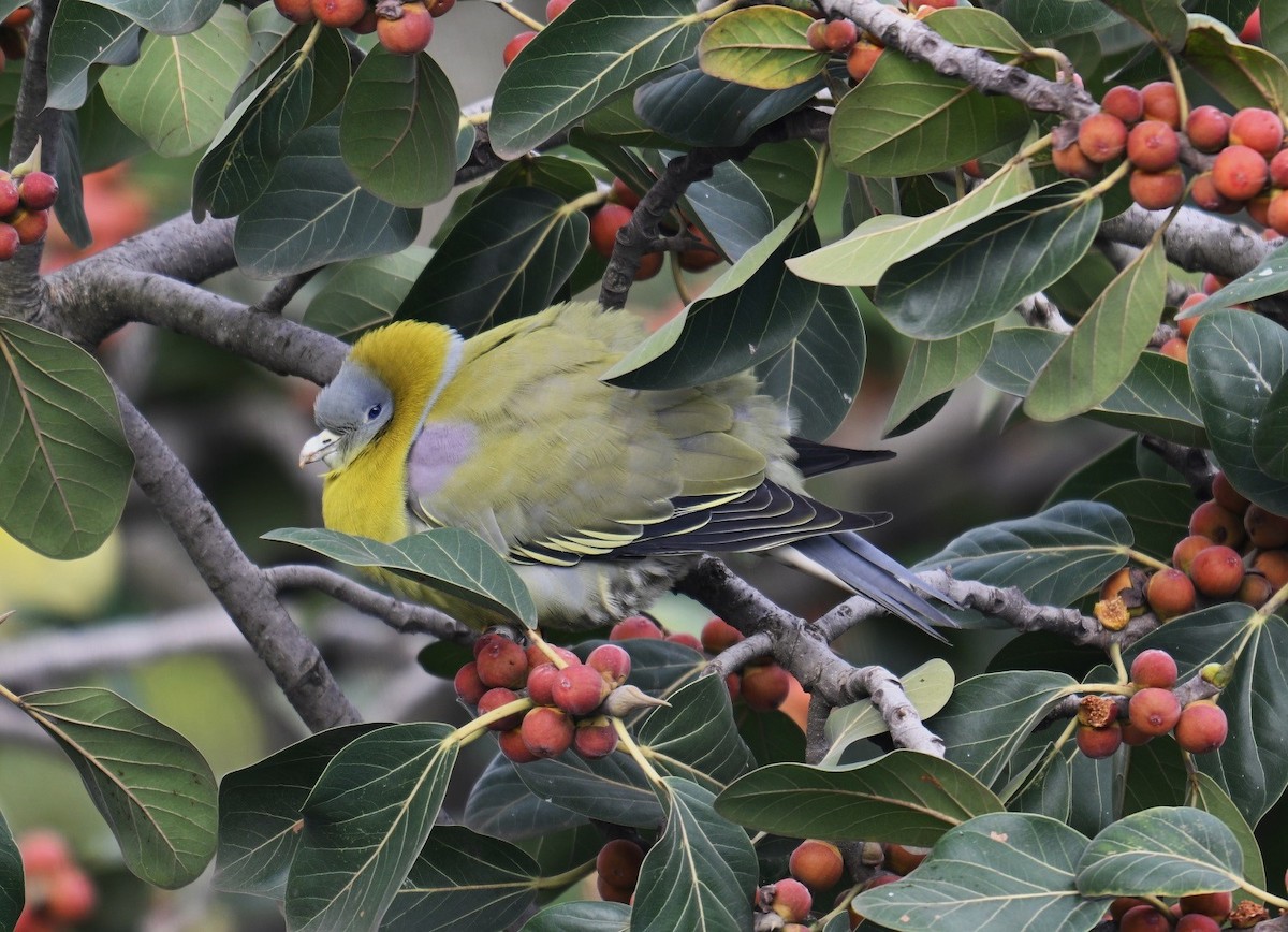 Yellow-footed Green-Pigeon - ML642381366