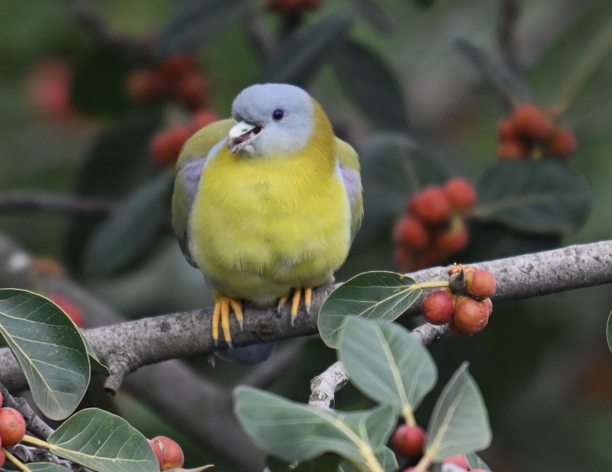 Yellow-footed Green-Pigeon - ML642381367