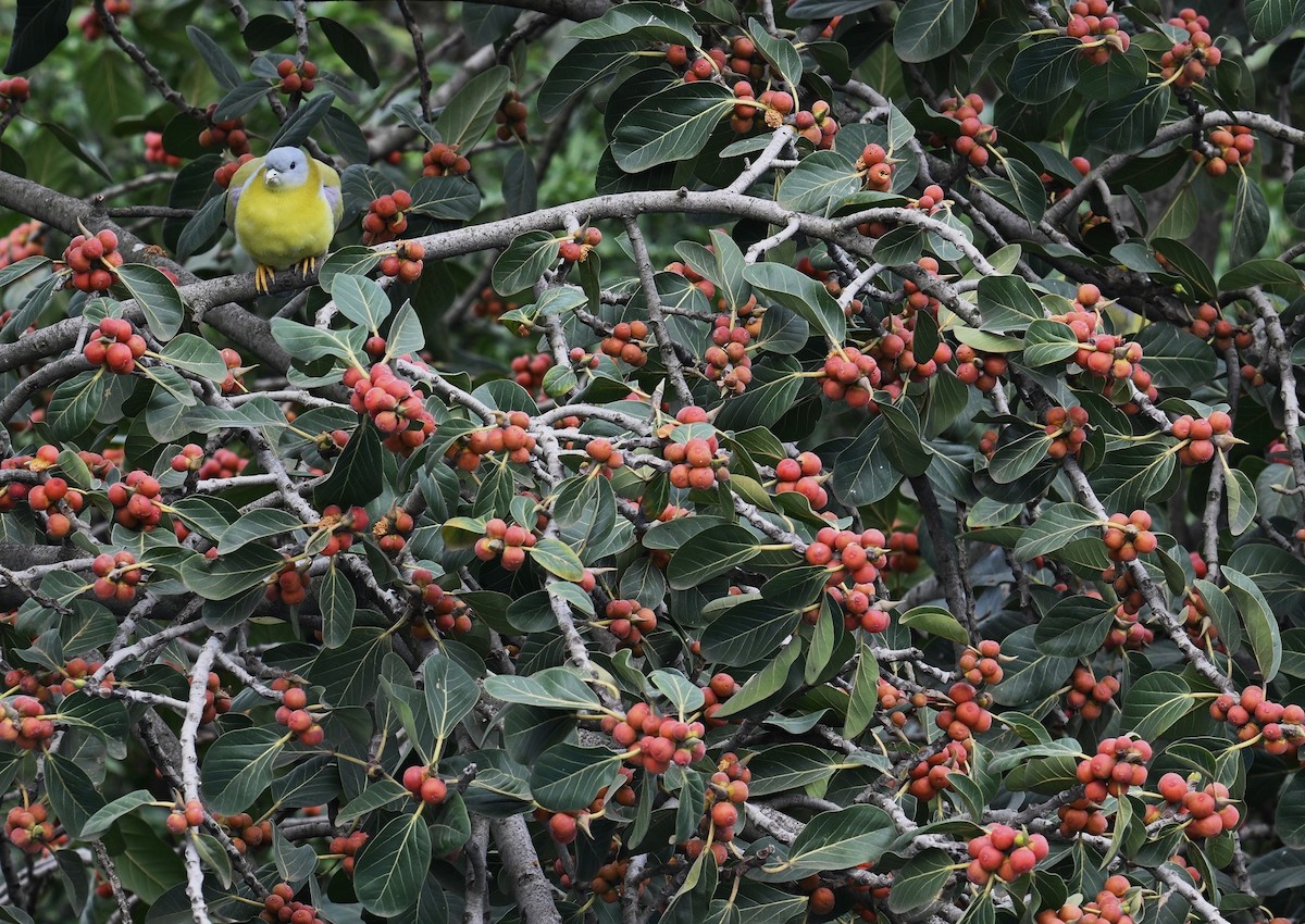 Yellow-footed Green-Pigeon - ML642381368