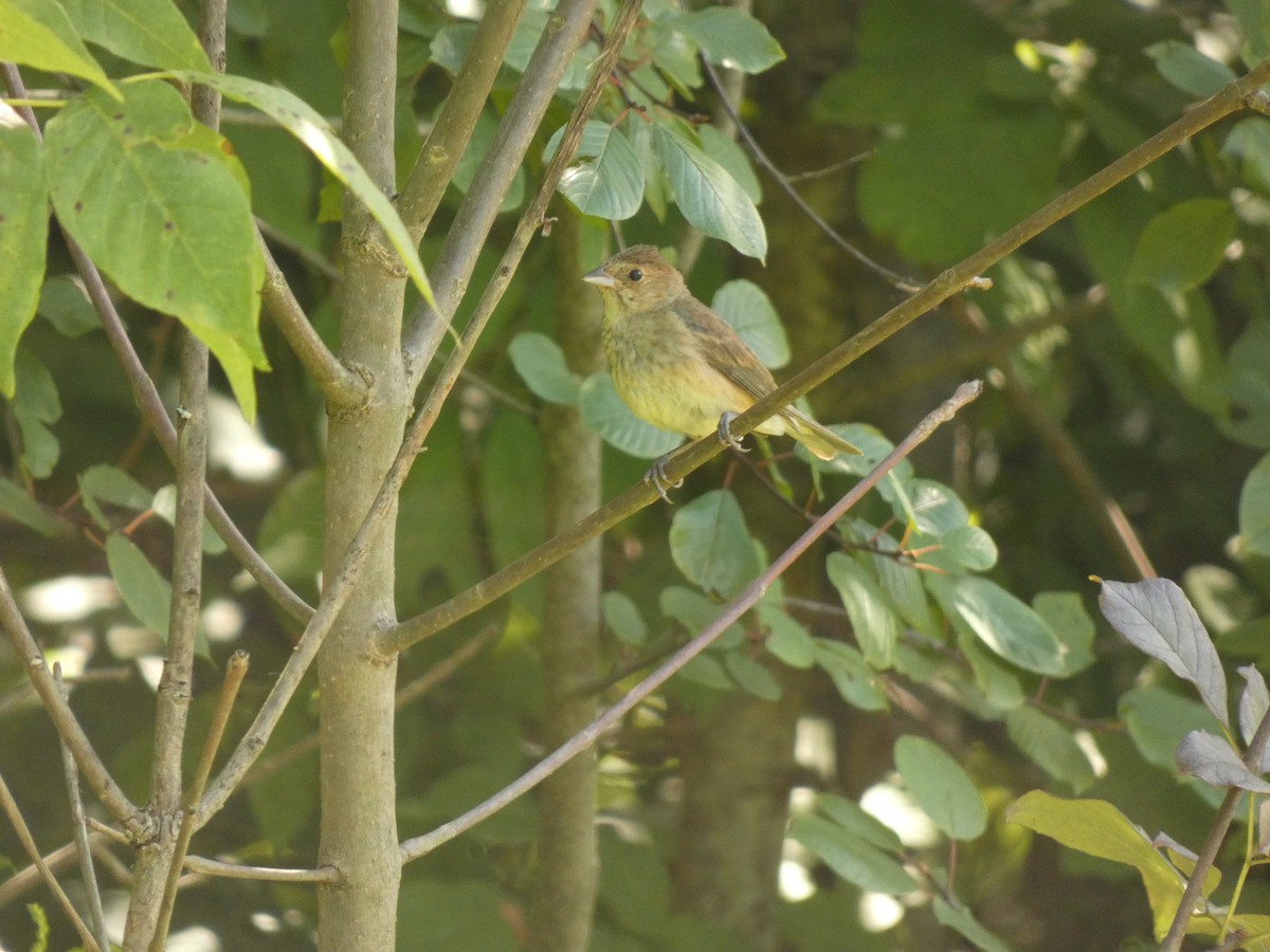 Passerin indigo - ML642381374