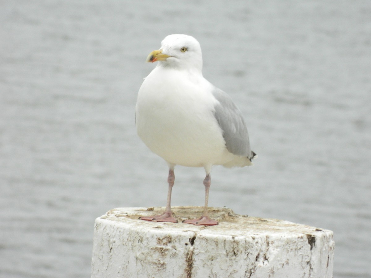 gråmåke - ML642381380