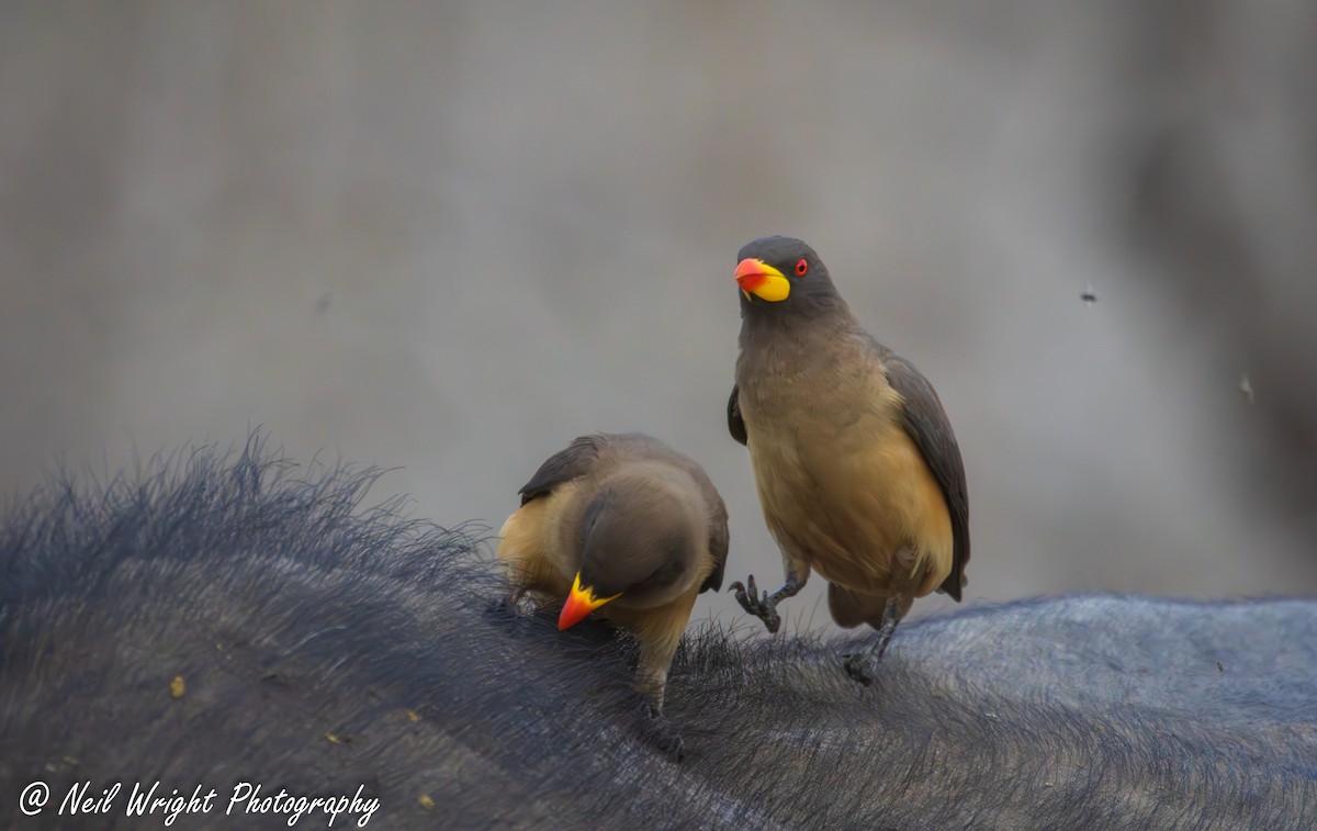 Yellow-billed Oxpecker - ML642381384