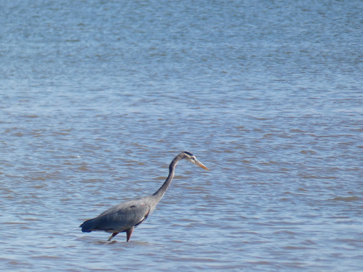 Great Blue Heron - ML642381400