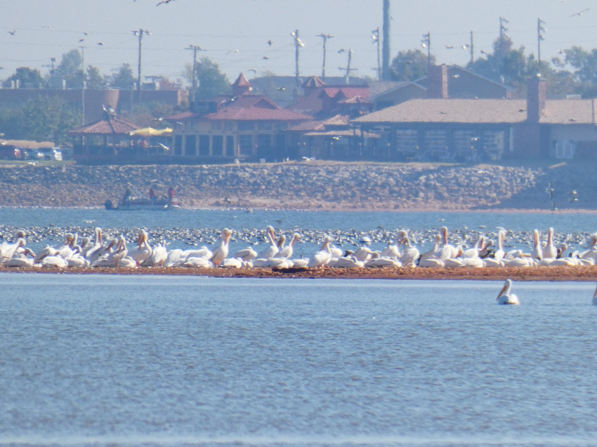 American White Pelican - ML642381403