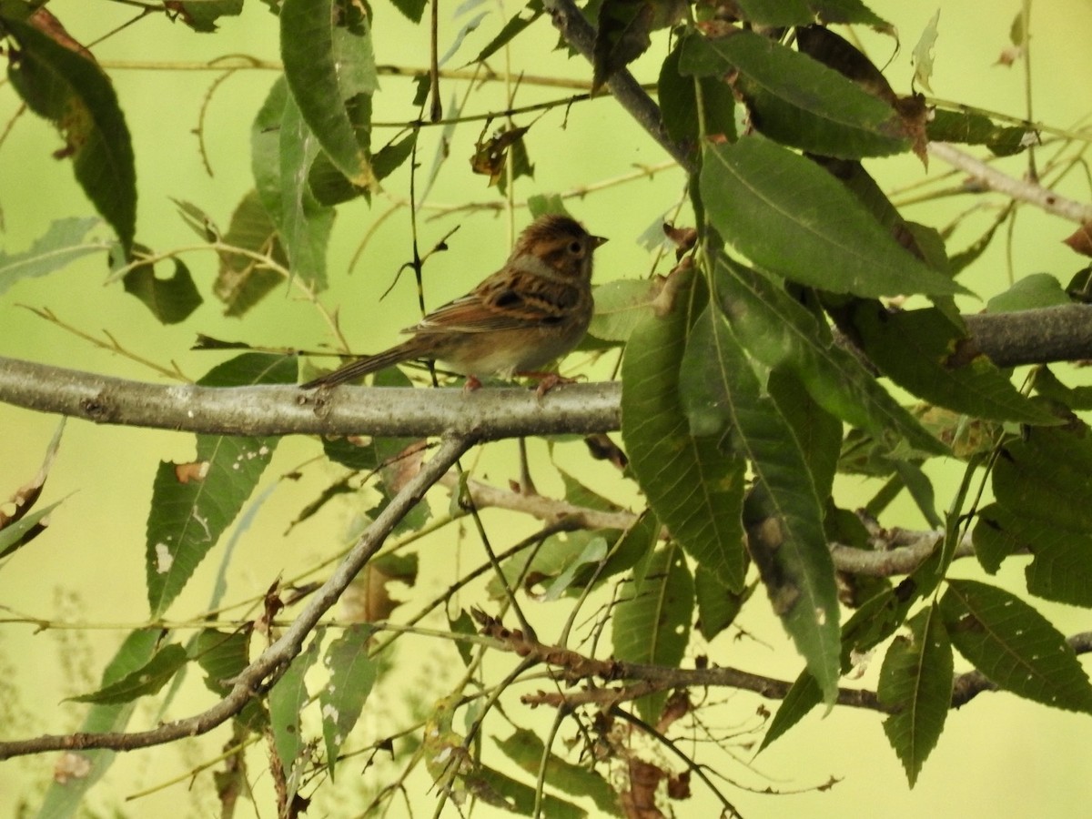Clay-colored Sparrow - ML642381417