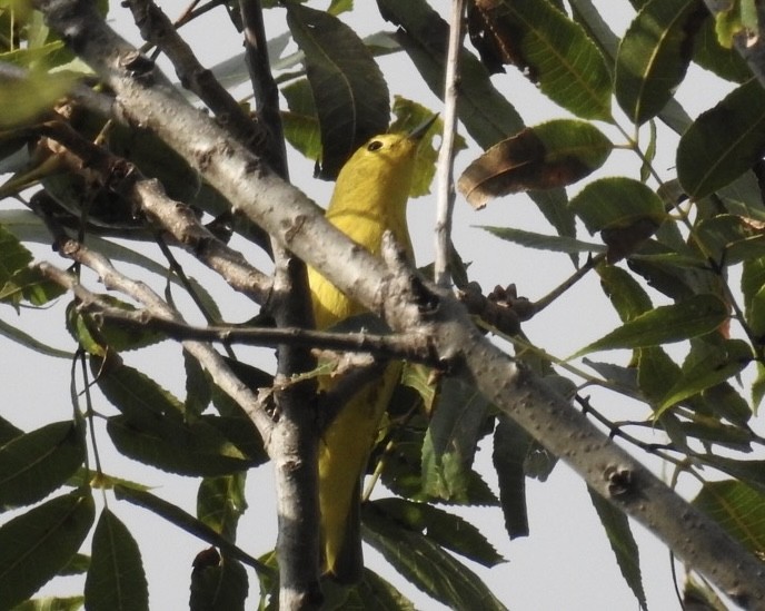 Northern Yellow Warbler - ML642381443