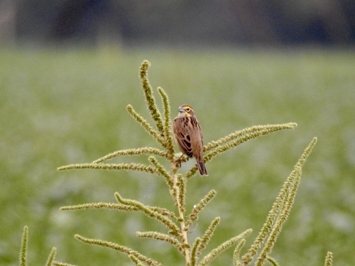 Dickcissel - ML642381448