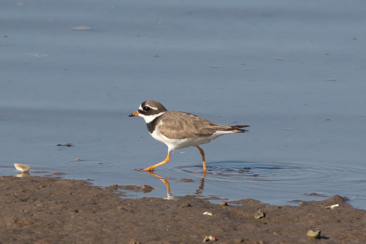 Common Ringed Plover - ML642381453