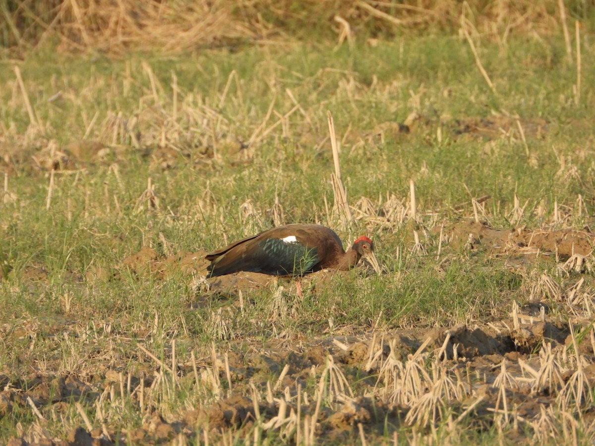 Red-naped Ibis - ML642381465